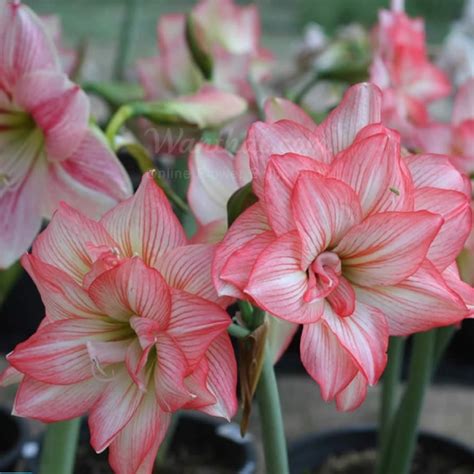 amaryllis zombie